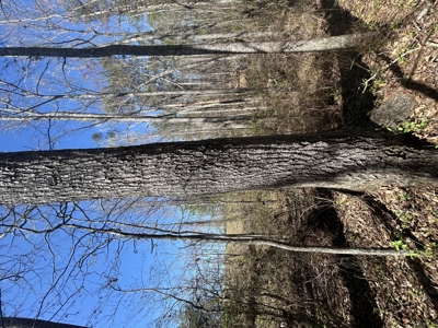 29 Acres with Creek & Homesites - image 19