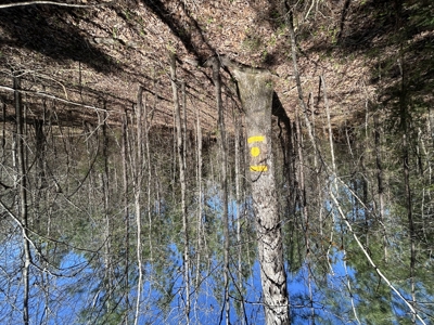 29 Acres with Creek & Homesites - image 4