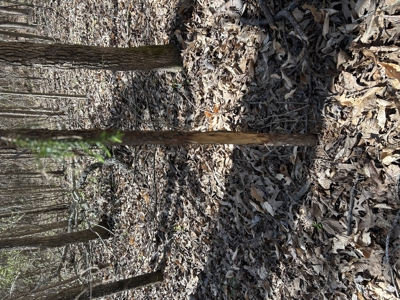 29 Acres with Creek & Homesites - image 5