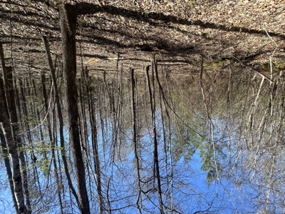 29 Acres with Creek & Homesites - image 11