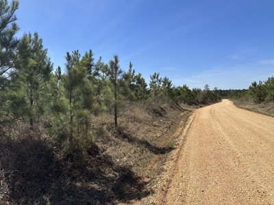 Prime Timberland Investment Land for Sale! - image 2