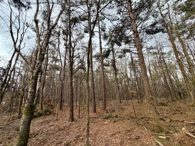 Multiple Use Land in Alcorn County, Farmington, MS - image 4
