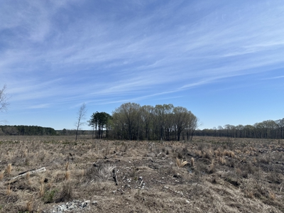 Prime Drew County Timberland Investment Property - image 5