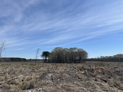 Prime Drew County Timberland Investment Property - image 3