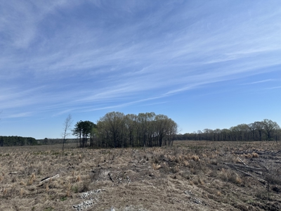 Prime Drew County Timberland Investment Property - image 6