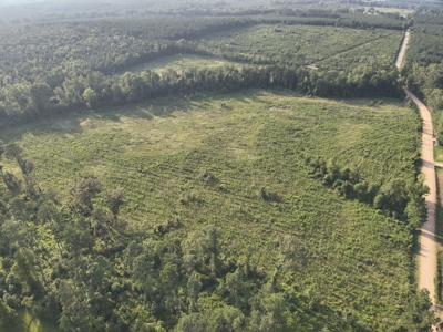 Bradley County Young Pine Timberland Property for Sale! - image 11