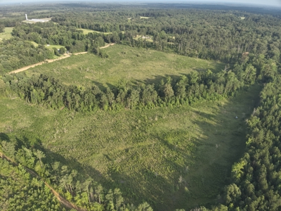 Bradley County Young Pine Timberland Property for Sale! - image 8