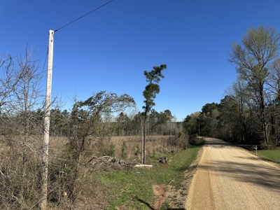 Bradley County Young Pine Timberland Property for Sale! - image 1