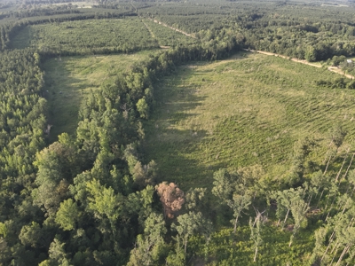 Bradley County Young Pine Timberland Property for Sale! - image 12