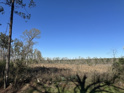 Bradley County Young Pine Timberland Property for Sale! - image 3
