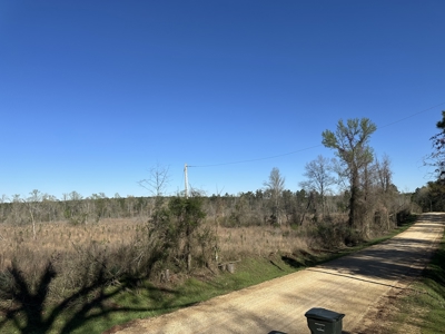Bradley County Young Pine Timberland Property for Sale! - image 4