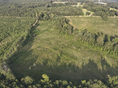Bradley County Young Pine Timberland Property for Sale! - image 6