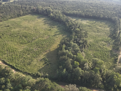 Bradley County Young Pine Timberland Property for Sale! - image 10