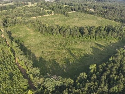Bradley County Young Pine Timberland Property for Sale! - image 7