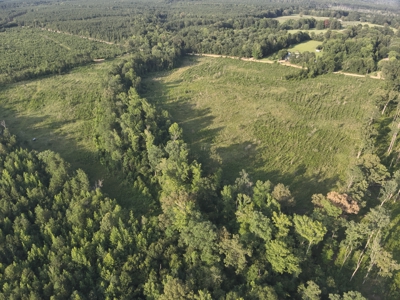Bradley County Young Pine Timberland Property for Sale! - image 5