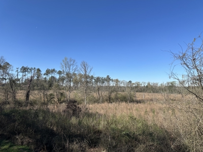 Bradley County Young Pine Timberland Property for Sale! - image 2