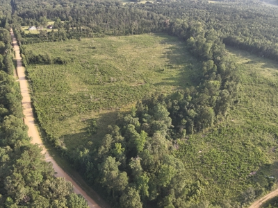 Bradley County Young Pine Timberland Property for Sale! - image 9