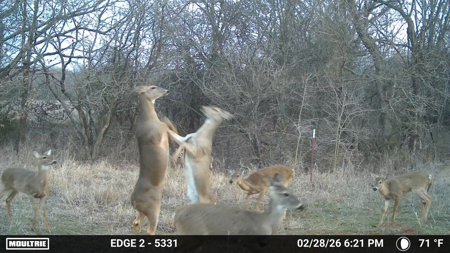 Blanchard Dibble McClain County Oklahoma Land For Sale Hunting - image 24