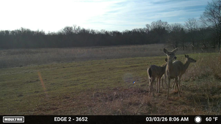 Blanchard Dibble McClain County Oklahoma Land For Sale Hunting - image 27