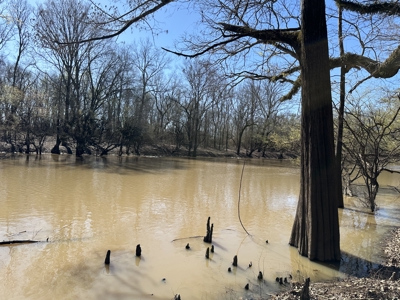 Land For Sale in Morehouse Parish on Bayou Bartholomew! - image 4