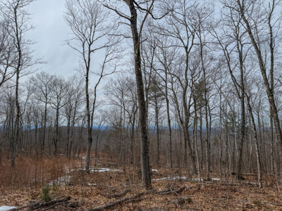 Expansive Mountain-View Acreage with Timber Value & Road Frontage - image 19