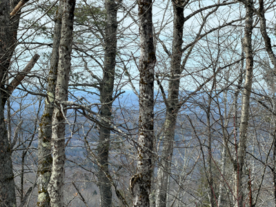 Expansive Mountain-View Acreage with Timber Value & Road Frontage - image 22