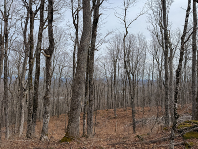Expansive Mountain-View Acreage with Timber Value & Road Frontage - image 15