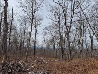 Expansive Mountain-View Acreage with Timber Value & Road Frontage - image 18