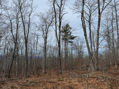Expansive Mountain-View Acreage with Timber Value & Road Frontage - image 20