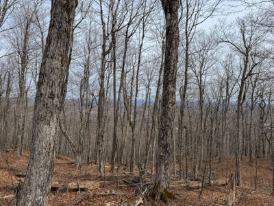Expansive Mountain-View Acreage with Timber Value & Road Frontage - image 16