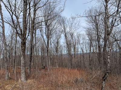 Expansive Mountain-View Acreage with Timber Value & Road Frontage - image 14
