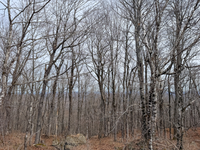 Expansive Mountain-View Acreage with Timber Value & Road Frontage - image 13