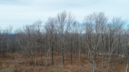 Expansive Mountain-View Acreage with Timber Value & Road Frontage - image 5