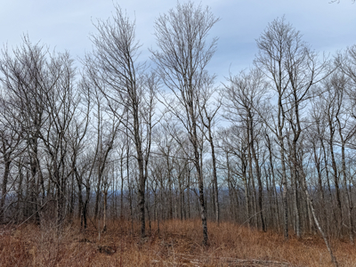 Expansive Mountain-View Acreage with Timber Value & Road Frontage - image 12
