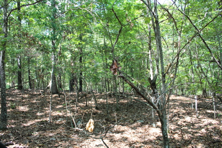 Lakeview Lot 7 in Gated Subdivision On Bull Shoals Lake - image 5
