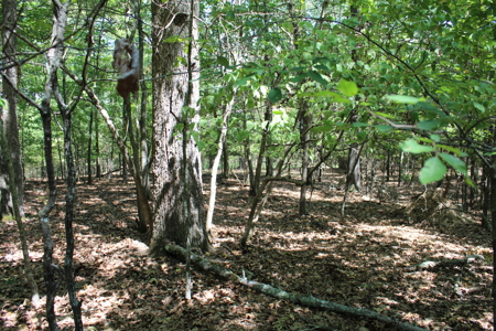 Lakeview Lot 7 in Gated Subdivision On Bull Shoals Lake - image 6