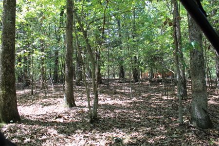 Lakeview Lot 7 in Gated Subdivision On Bull Shoals Lake - image 4