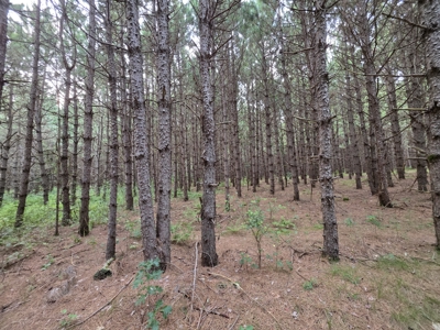 160± acre Monroe County property Located off dead end road, - image 41