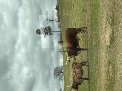 East Texas, Morris County, Ranch Land For Sale - image 17