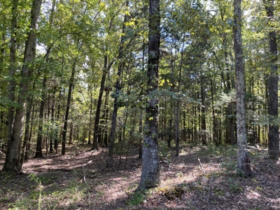 300 Acre+/- Private Estate For Sale In Tn, 2 Homes, Lake - image 48