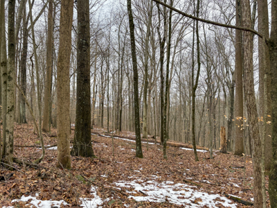 Monroe County OH 160 +/- Acres of Hunting Land - image 7