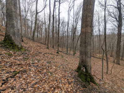 Timberland Property bordering Wayne National Forest with Road Fro - image 3