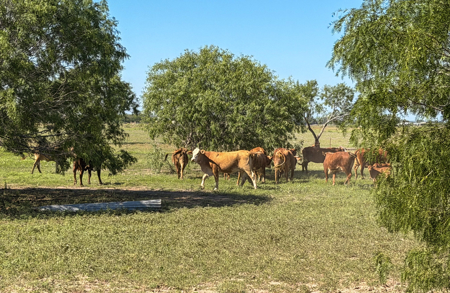 Elevated Country Living on 20 Acres in prime location - image 47