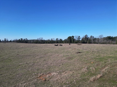 160 Acre Ranch for Sale in Doddridge, AR – Pasture, Ponds, Home - image 12