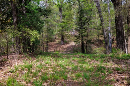 Ranch for Sale 76.5 Acres, 3 Ponds & Oak Timber Near Ben Wheeler - image 38