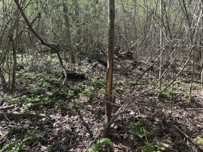 10 Acre Homesite in Houston County Alabama. - image 9