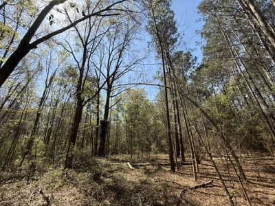 10 Acre Homesite in Houston County Alabama. - image 14