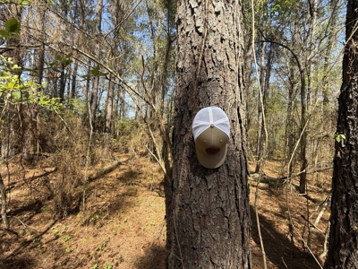 10 Acre Homesite in Houston County Alabama. - image 17