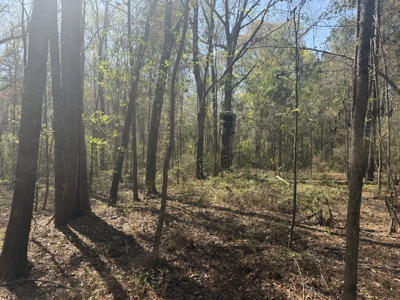 10 Acre Homesite in Houston County Alabama. - image 8