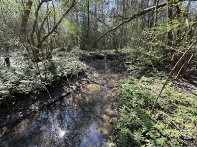 10 Acre Homesite in Houston County Alabama. - image 10